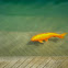 Koi