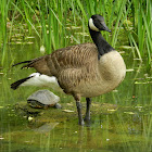 Canada Goose Nest