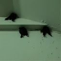 Swallow
