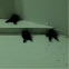 Swallow
