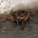 Wolf Spider