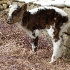 Yak calf