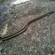 Common Garter Snake