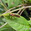 Braconid (Ichneumonid) wasp