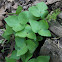 Sharp-lobed hepatica