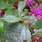 Tall Ironweed