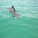 Bottlenose Dolphin