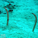 Spotted Garden Eel