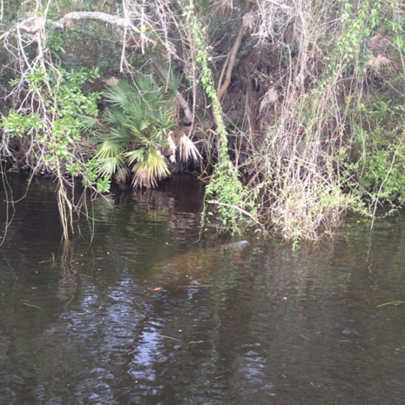 Spotting Image 1