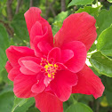 Double Hibiscus