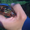 Painted Turtle