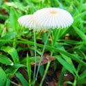 Japanese Parasol