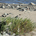 Killdeer