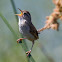 Marsh Wren