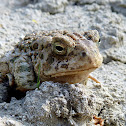 Woodhouse's Toad