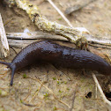 Slug / Puž golać
