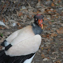 King Vulture