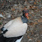 King Vulture