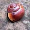 Grove Snail, Brown Lipped Snail