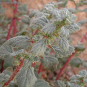 Forsskaloea Tenacissima