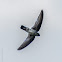 Glossy Swiftlet