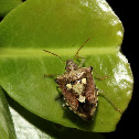 Shield bug