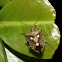 Shield bug