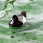 Lesser Scaup