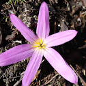 The crocus Pyrenees or Pyrenean saffron