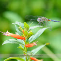 Blue Dasher Dragonfly