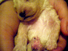 Vendo Cachorros Poodle Toy Recien Nacidos