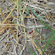 Texas Red Harvester Ant