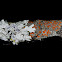 Physcia stellaris and Caloplaca ferroginea