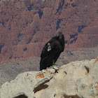 California Condor
