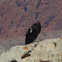 California Condor