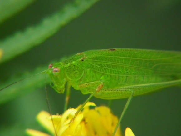 Spotting Image 1