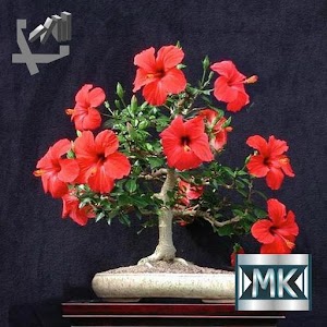 Бонсай.apk 2.9.0