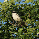 Loggerhead Shrike