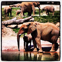 African elephant