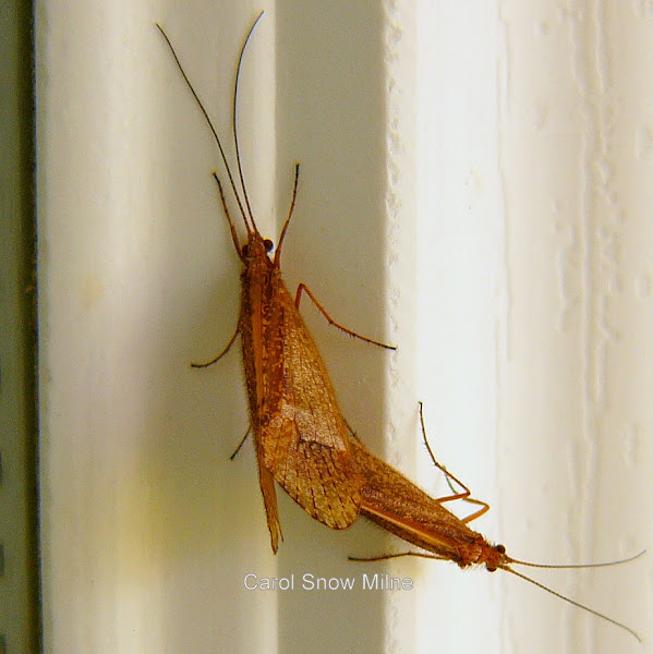 Caddisflies mating Project Noah