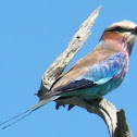 Lilac breasted Roller