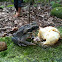 Marine / Cane Toad