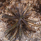Bryophyllum