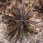 Bryophyllum