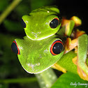 Red-eyed Tree Frog