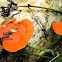 Bracket Fungi