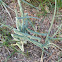 Texas sweet onion