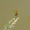 Eastern Amberwing