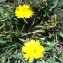 Dandelion