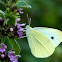 Small cabbage butterfly
